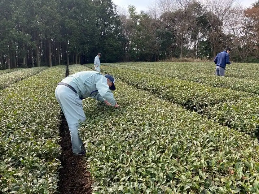日本コカ・コーラと掛川市、環境負荷低減に向けた3カ年計画を開始　有機農法による茶・米の品質向上を目指す